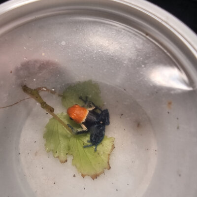 Ranitomeya fantastica True Nominal