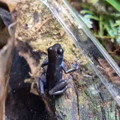 Oophaga pumilio Cauchero