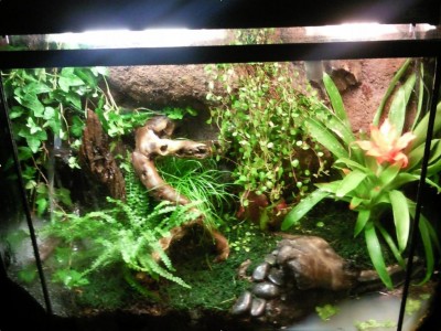 Terrariet ser väldigt annorlunda ut nu med tanke på att jag tog detta innan jag fick grodorna.  Jag har nu ett dussintal fler växter i terrariet och ser mycket bättre ut samt att vattnet är väldigt grumligt på bilden vilket det inte är nu.