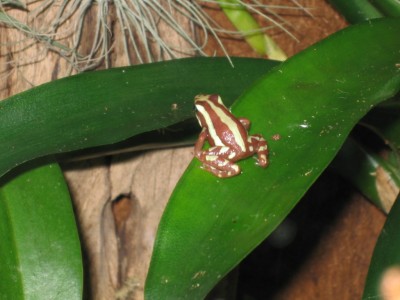 Epipedobates anthonyi