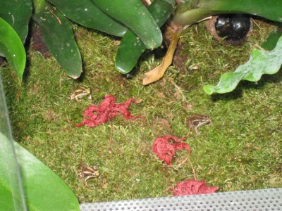 Epipedobates anthonyi