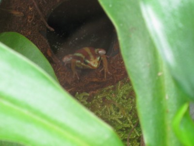 Epipedobates anthonyi