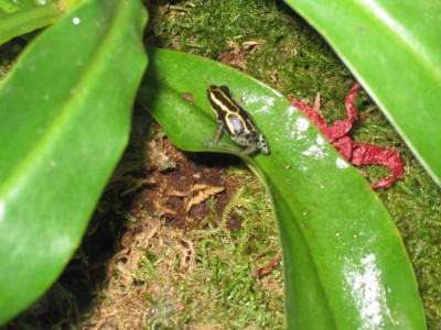 Ranitomeya ventrimaculata