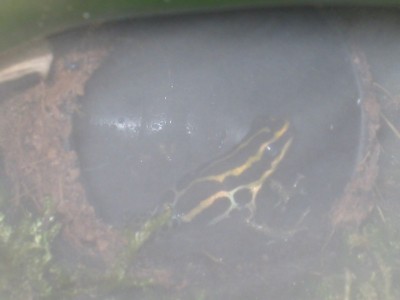 Ranitomeya ventrimaculata i dimma