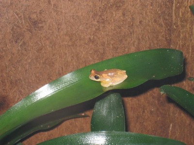 Dendropsophus ebraccatus