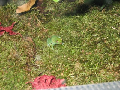 Hyperolius pusillus som just ätit en fluga och fått en bit torv på munnen :P