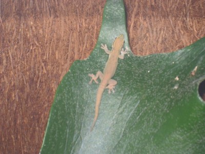 Lygodactylus williamsi unge