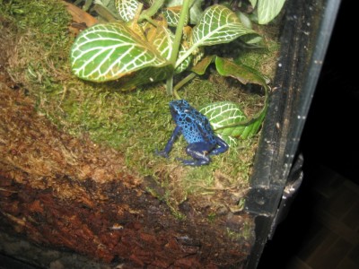 Dendrobates azureus