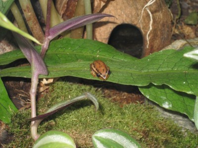 Hyperolius mitchelli