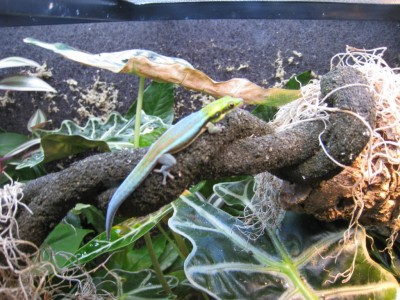 Phelsuma klemmeri hanen