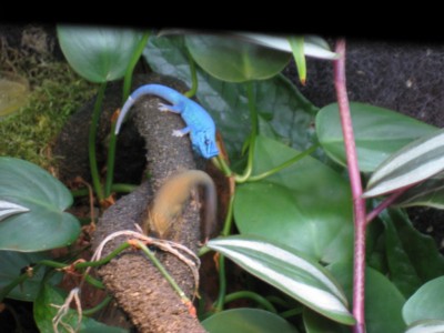 Lygodactylus williamsi par