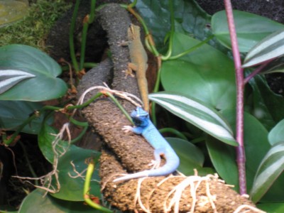 Lygodactylus williamsi par