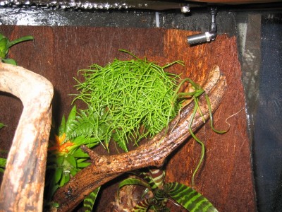 Dagens chansning: någon form av kaktusväxt.