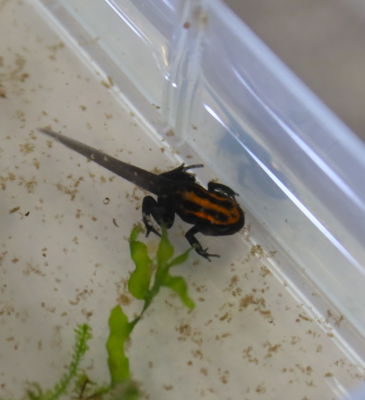 Skärmavbild 2025-06-29 kl. 20.08.55.png