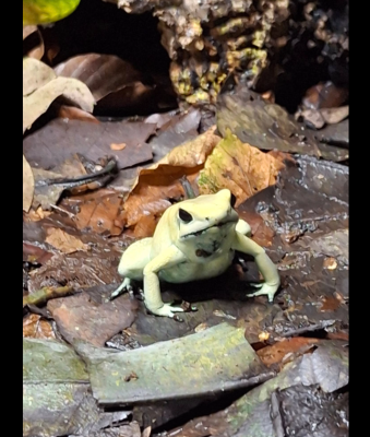 Skärmbild 2025-10-06 075426.png