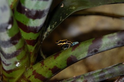 Ventris på jakt efter mat.