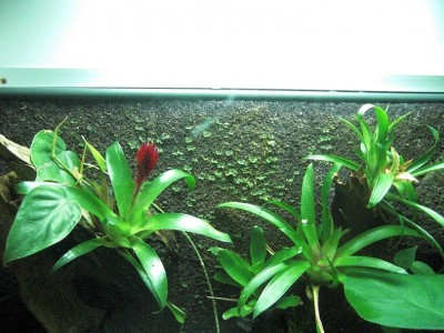 närbild på delar av mossan