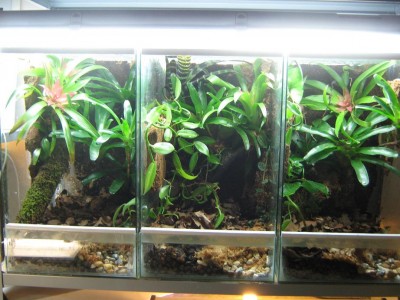 Gjorde några nya pumilioterrarium nu i eftermiddag...