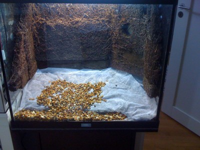 Xaximbakgrund silikonad. Underst ligger ett lager leca-kulor, täckt med markväv därefter akvariegrus.